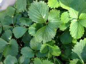 strawberry leaves